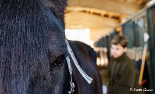  CALENDARIO 2024 LO SPORT è PER TUTTI.
IN COPERTINA FOTO: IN PRIMO PIANO UN CAVALLO NERO NELLA  SCUDERIA MENTRE VIENE STRIGLIATO.